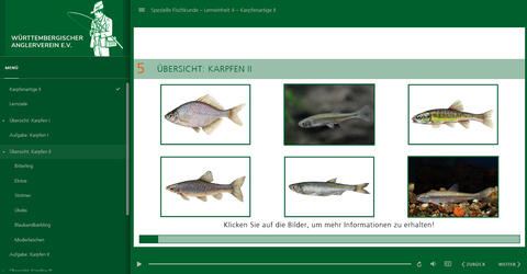 Karpfenartige 2